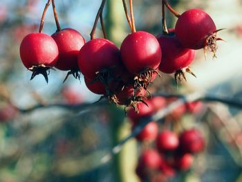 Close-up of red berries growing on tree