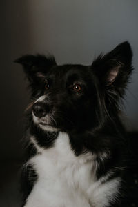 Close up portrait of dog. border collie in the dark room
