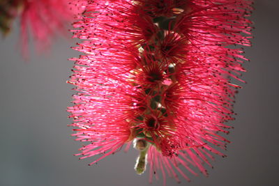 Close-up of pink flowers