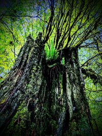 Trees growing in forest