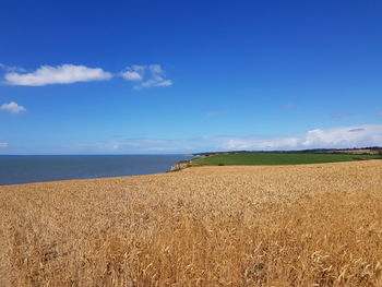 Scenic view of agricultural field against blue sky