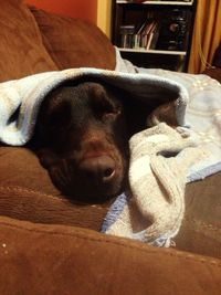 Dog lying on sofa