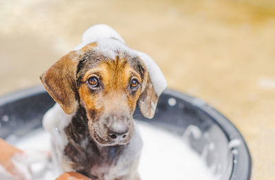 A small dog was bathing during the day on a sunny day, cream are rubbing bath for small dogs.