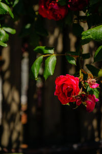 Close-up of red rose