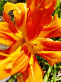 Close-up of orange day lily blooming outdoors