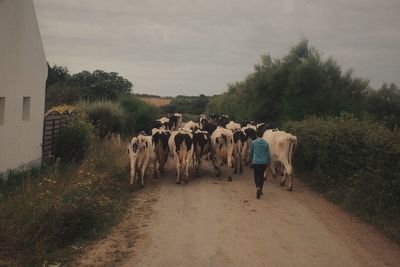 Full length of woman walking on road