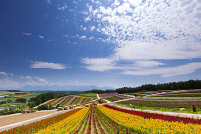 Scenic view of various flowers blooming on field against sky