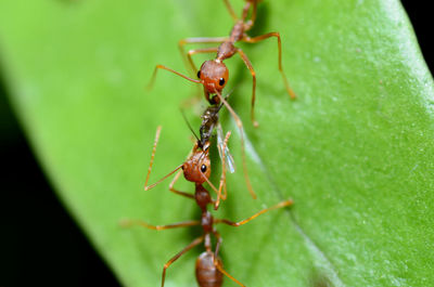 Teamwork of an ants