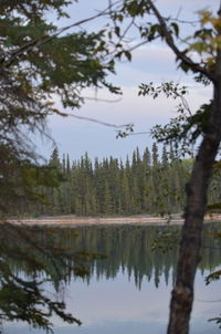 Scenic view of lake by trees against sky