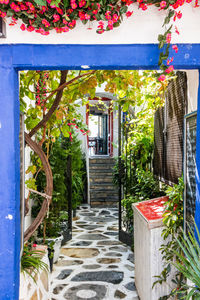 Potted plants on footpath by building
