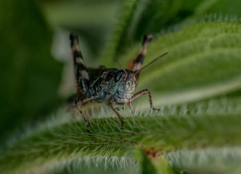 Close-up of insect on leaf