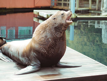 Close-up of sea lion