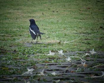 Birds on grass