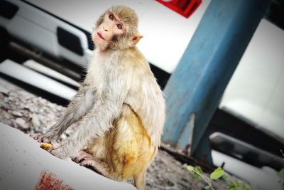 Close-up of monkey sitting outdoors