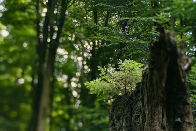 Trees growing in forest