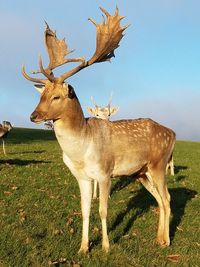 Deer standing on field