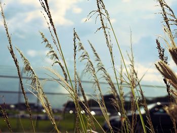 Close-up of plants against sky