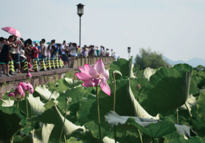 Close-up of pink flowers