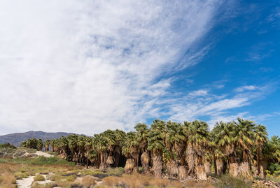 View of trees on landscape against sky