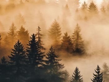 Panoramic view of pine trees against sky during sunset