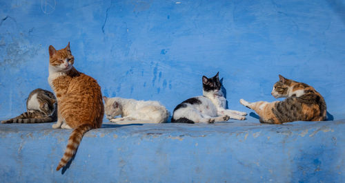 Cats resting