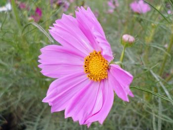 Close-up of honey bee on pink flower