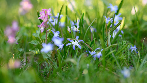 Close-up of purple crocus flowers on field