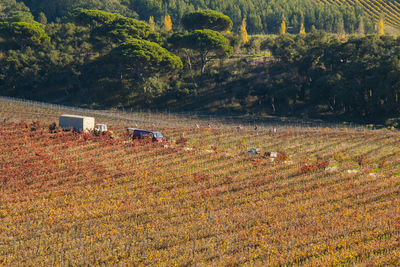 Scenic view of agricultural field