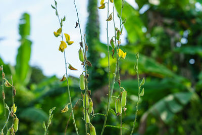 Close-up of flowering plants on field