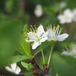 Close-up of white flowers blooming outdoors