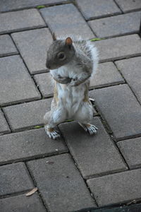 High angle view of squirrel on footpath by street