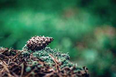 Close-up of pine cone on field