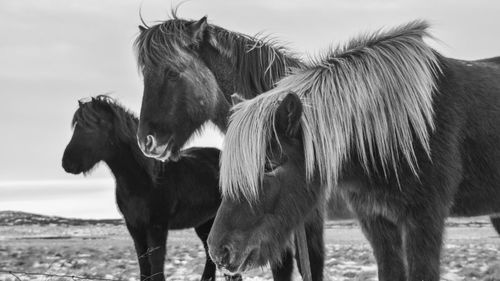 Horses standing in a field