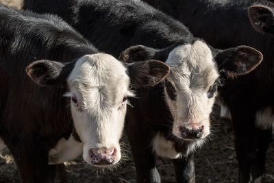 Close up of cattle