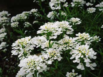 Close-up of white flowering plants