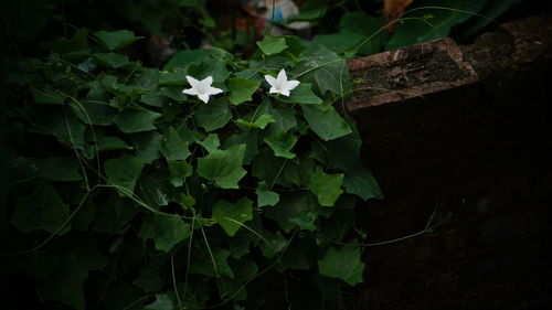 High angle view of flowering plant