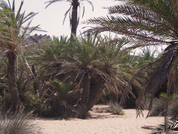 Palm trees on beach against sky