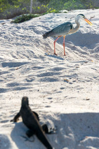 Great blue heron and marine iguana on sand at galapagos islands