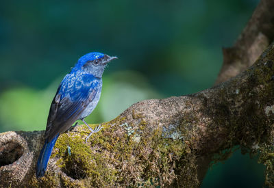 Close-up of bird perching on tree