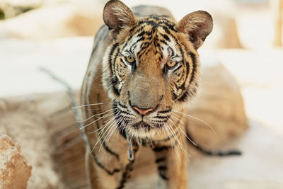 Close-up of tiger