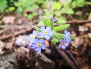 Close-up of purple flowering plant on field