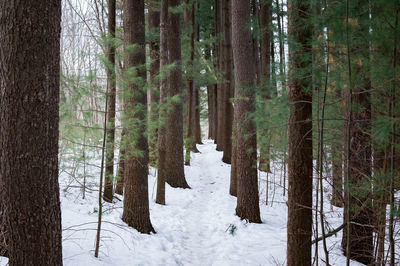 Trees in forest during winter