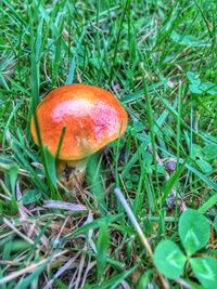 Close-up of mushroom growing on grassy field