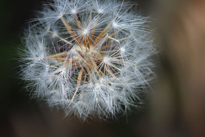 Close-up of dandelion