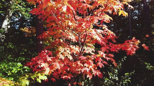 Autumn leaves on tree