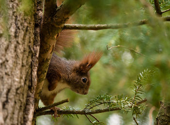 Close-up of squirrel on tree