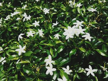 Close-up of white flowering plants