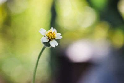 Close-up of white flowering plant