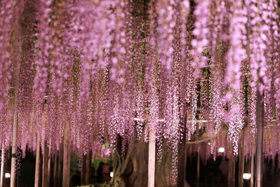 Hanging purple wisteria flowers at night