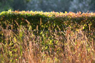 Close-up of plants growing on field